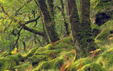 Temperate Oak (Sessile petraea) woodland at Ariundle NNR.  :copyright:Lorne Gill/NatureScot