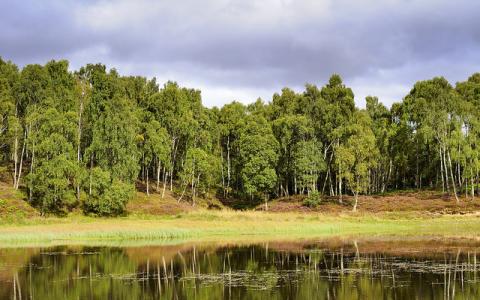 Silver Birch trees and small lochan, Craigellachie NNR.  :copyright:Lorne Gill/NatureScot