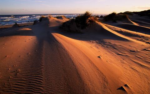 Evening light on the sand dunes at Sands of Forvie NNR, Grampian Area.  ©Lorne Gill/NatureScot