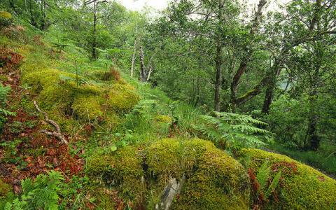 Moss covered boulders at Glasdrum NNR. ©Lorne Gill/NatureScot