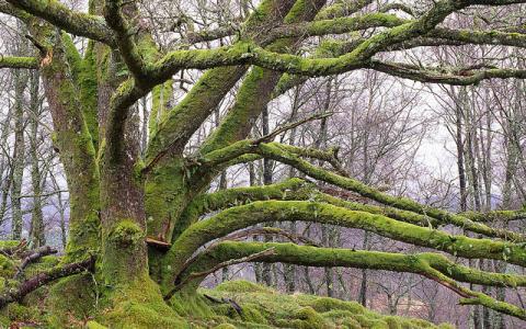 Multi stemmed veteran oak tree (coppiced) at Glen Nant NNR, Argyll...:copyright:Lorne Gill/NatureScot