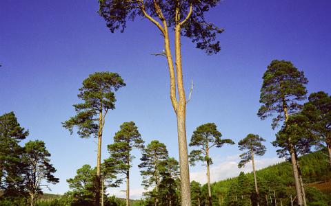 Scot's Pines at Glen Tanar NNR.  :copyright:Lorne Gill/NatureScot