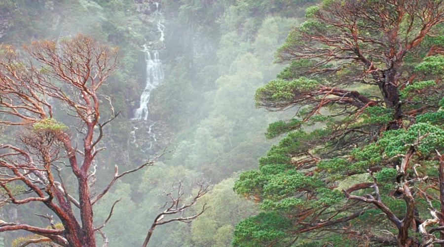 Beinn Eighe and Loch Maree Islands NNR - Celtic rainforest