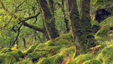 Temperate Oak (Sessile petraea) woodland at Ariundle NNR.  :copyright:Lorne Gill/NatureScot