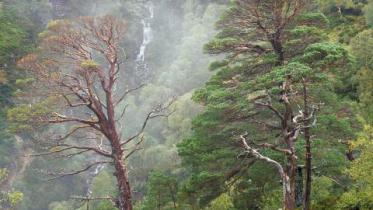 Scot's pine and waterfall at Beinn Eighe NNR ©Lorne Gill/NatureScot