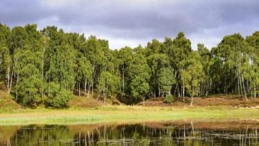 Silver Birch trees and small lochan, Craigellachie NNR.  :copyright:Lorne Gill/NatureScot