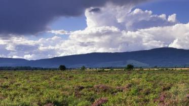 Heather growing on a raised bog at Flanders Moss NNR. Argyll and Stirling Area.  ©Lorne Gill/NatureScot