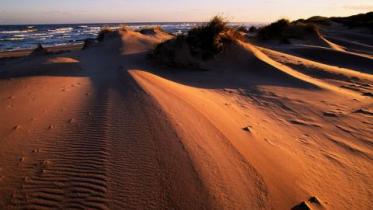 Evening light on the sand dunes at Sands of Forvie NNR, Grampian Area. ©Lorne Gill/NatureScot