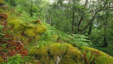 Moss covered boulders at Glasdrum NNR. ©Lorne Gill/NatureScot