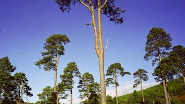 Scot's Pines at Glen Tanar NNR.  :copyright:Lorne Gill/NatureScot