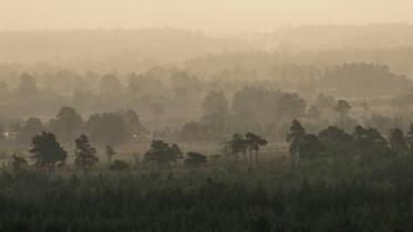 Scots pine woodland, Rothiemurchus, Glenmore, Cairngorm National Park.  :copyright:Lorne Gill