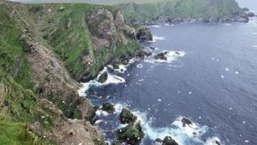 Gannet colonies on the Sea cliffs at Hermaness NNR, Unst, Shetland.  ©Lorne Gill/NatureScot