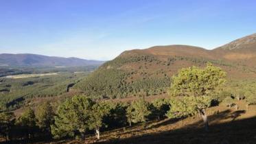 Invereshie National Nature Reserve, Glenfeshie, Cairngorms National Park.  ©Lorne Gill/NatureScot