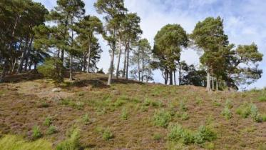 Regenerating Scots pine (Pinus sylvestris) woodland at Mar Lodge Estate, Upper Deeside. October 2015.  :copyright:Lorne Gill/NatureScot ©