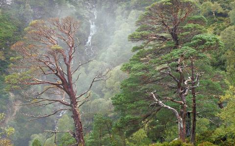 Scot's pine and waterfall at Beinn Eighe NNR ©Lorne Gill/NatureScot