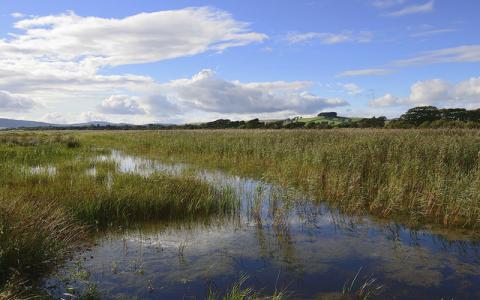 Wetland at Caerlaverock National Nature Reserve. September 2012  ©Lorne Gill/NatureScot