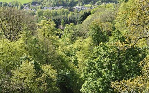 Clyde Valley Woodlands National Nature Reserve. Strathclyde and Ayrshire.  :copyright:Lorne Gill/NatureScot