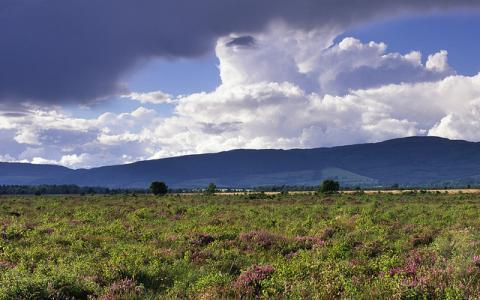 Heather growing on a raised bog at Flanders Moss NNR. Argyll and Stirling Area. ©Lorne Gill/NatureScot