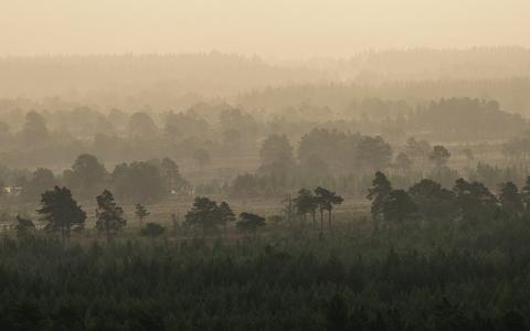 Scots pine woodland, Rothiemurchus, Glenmore, Cairngorm National Park.  :copyright:Lorne Gill