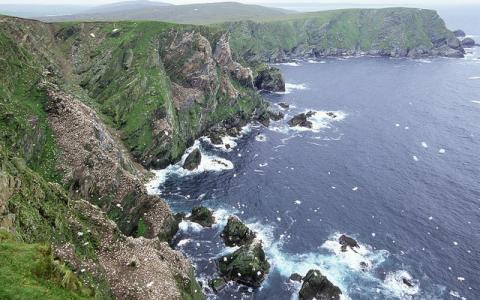 Gannet colonies on the Sea cliffs at Hermaness NNR, Unst, Shetland.   ©Lorne Gill/NatureScot