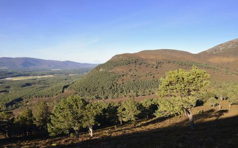 Invereshie National Nature Reserve, Glenfeshie, Cairngorms National Park.  ©Lorne Gill/NatureScot