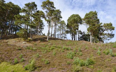 Regenerating Scots pine (Pinus sylvestris) woodland at Mar Lodge Estate, Upper Deeside. October 2015.  ©Lorne Gill/NatureScot